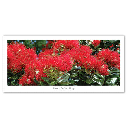 Seasons Greeting Card - Blooming pohutukawa